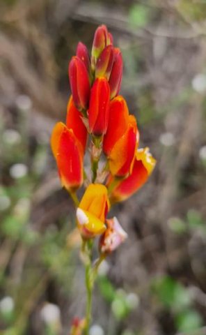 Baeometra uniflora young inflorescence